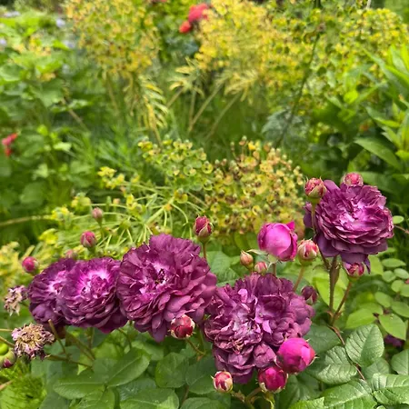 La Forestiere Du Chateau Bed & Breakfast